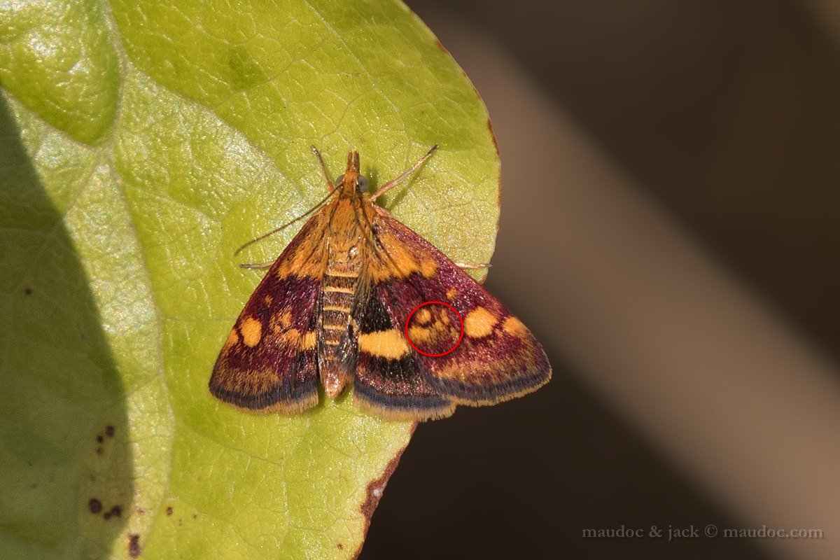 Pyrausta aurata o purpuralis? Verona.  P. aurata